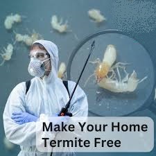 Termite Control Treatment in Lahore