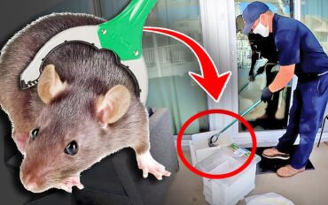 Rat Control Services in Lahore