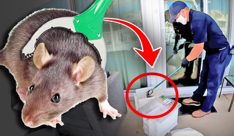 Rat Control Services in Lahore