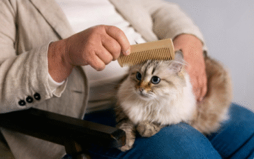 Best Kitten Shampoo